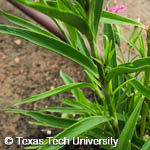 Dianthus chinensis