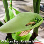 Dieffenbachia seguine