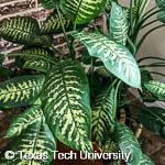 Dieffenbachia seguine