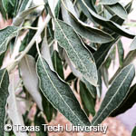 Elaeagnus angustifolia