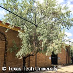 Russian Olive, 