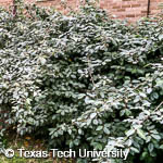 Thorny Elaeagnus, 