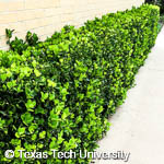 Manhattan Euonymus, 
