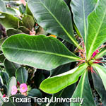 Euphorbia milii