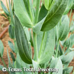 Eustoma exaltatum ssp. russellianum