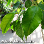 Ficus benjamina