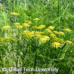 Foeniculum vulgare