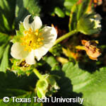 Fragaria x ananassa