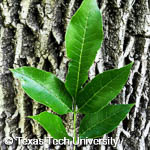 Fraxinus pennsylvanica