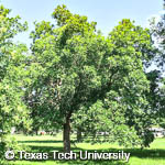 Fraxinus pennsylvanica Fraxinus pennsylvanica