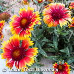 Gaillardia pulchella