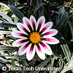 Gazania rigens