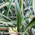 Gazania rigens