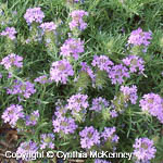 Glandularia bipinnatifida