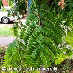 Gleditsia triacanthos var. inermis