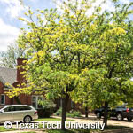Gleditsia triacanthos var. inermis Gleditsia triacanthos var. inermis