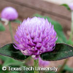 Gomphrena globosa