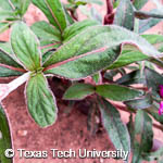 Gomphrena globosa