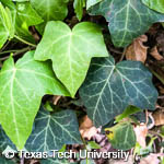 Hedera helix