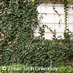 Hedera helix Hedera helix