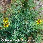 Texas Blueweed, 
