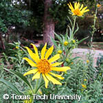 Helianthus maximiliani