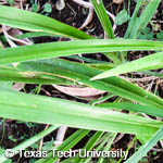 Hemerocallis sp.