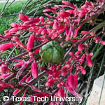 Hesperaloe parviflora