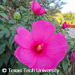 Hibiscus moscheutos