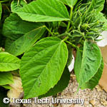 Hibiscus moscheutos