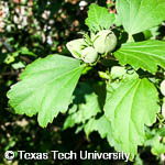 Hibiscus syriacus