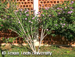 Hibiscus syriacus Hibiscus syriacus