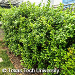 Dwarf Burford Holly, 
