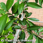 Ilex decidua