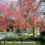 Ilex decidua Ilex decidua