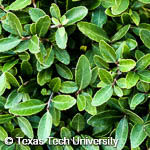 Ilex vomitoria ‘Nana’