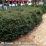 Dwarf Yaupon Holly, 