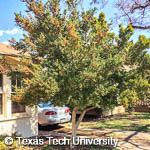 Yaupon Holly, 