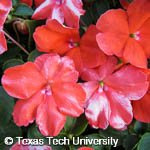 Impatiens walleriana