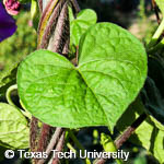 Ipomoea purpurea