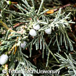 Juniperus chinensis 'Pfitzeriana Glauca'