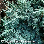 Juniperus chinensis 'Pfitzeriana Glauca'