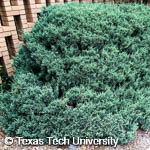 Chinese Juniper, Blue Pfitzer Juniper, 
