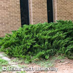 Juniperus sabina 'Tamariscifolia'