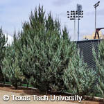 Rocky Mountain Juniper, 