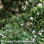 Juniperus virginiana