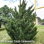 Eastern Redcedar, 
