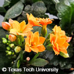 Kalanchoe blossfeldiana