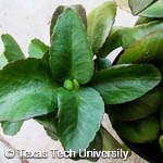 Kalanchoe blossfeldiana