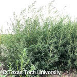 Kochia, 
